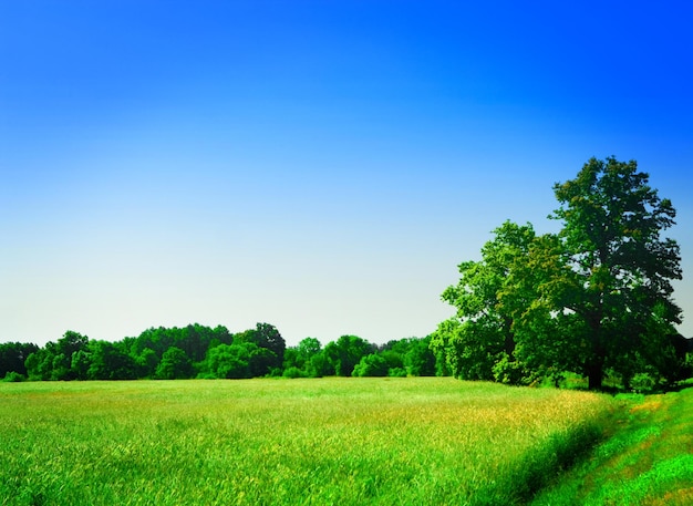 Campo con foresta