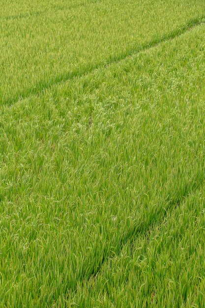 Campo con gambi di riso verde. Ubud, isola di Bali, Indonesia. Chiudere le terrazze di riso verde