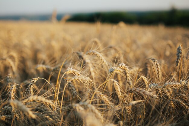 Campo con giovane segale dorato o grano