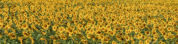 Campo con girasoli, agricoltura, vista panoramica