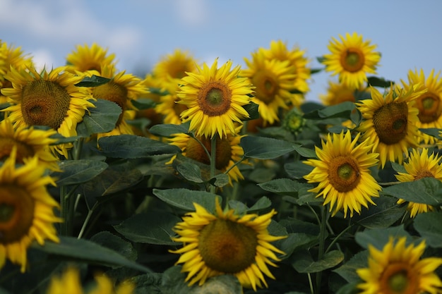 Campo con girasoli gialli in estate