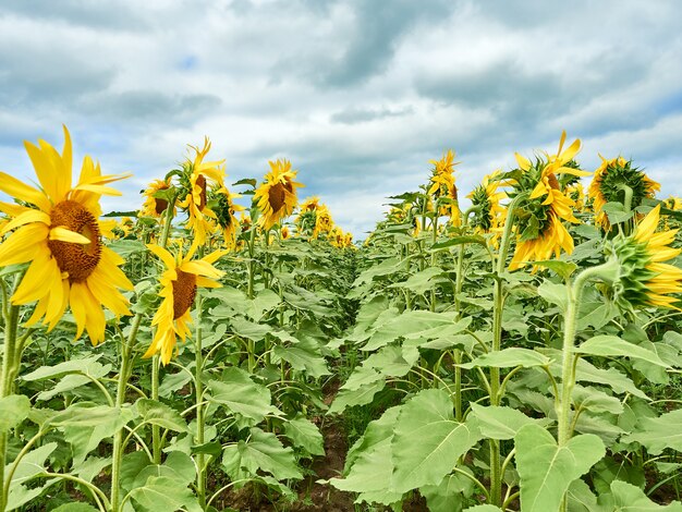 Campo con girasoli gialli luminosi.