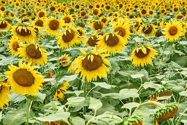 Campo con girasoli gialli luminosi.