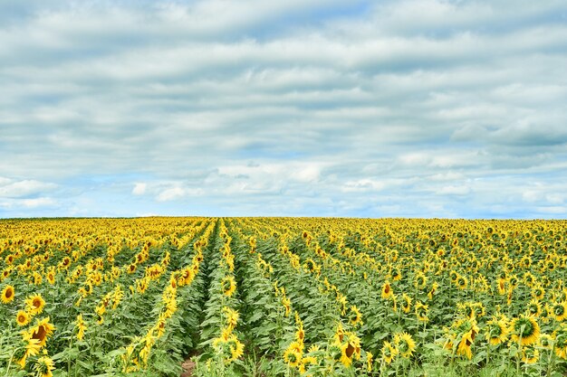 Campo con girasoli gialli luminosi.