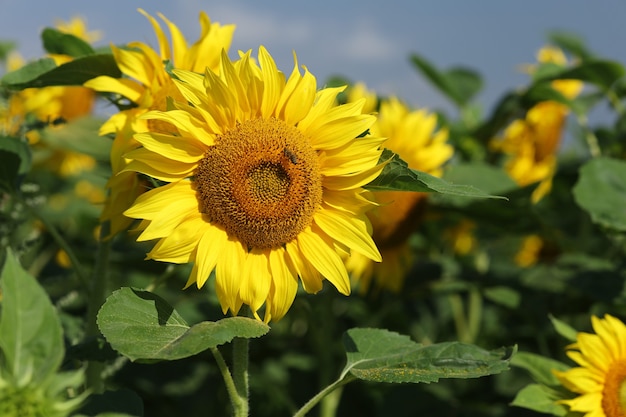 Campo con girasoli gialli