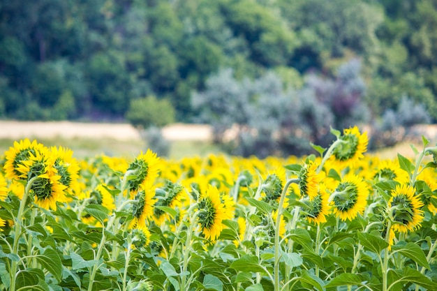 Campo con girasoli. Giovani girasoli