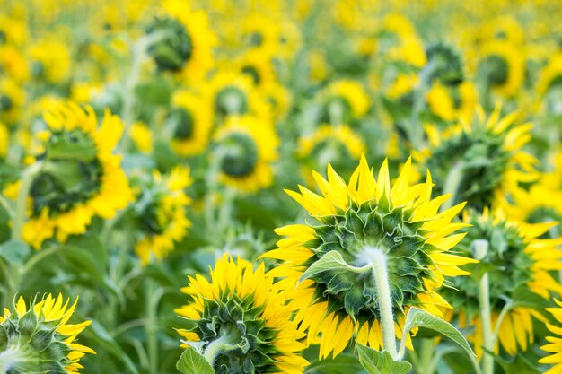 Campo con girasoli. Giovani girasoli