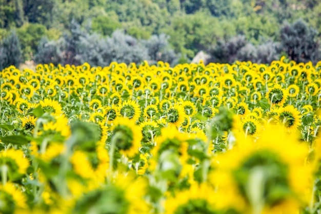 Campo con girasoli. Giovani girasoli