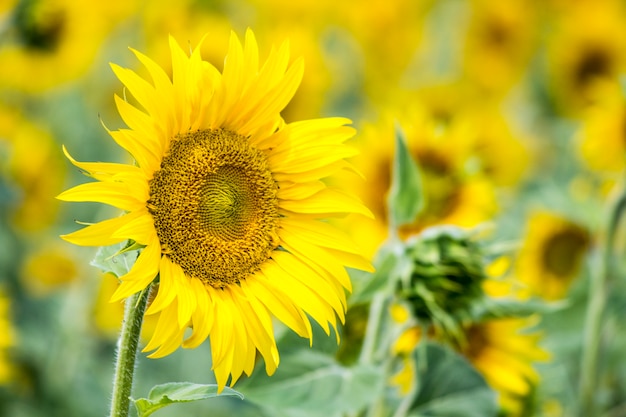 Campo con girasoli. Giovani girasoli