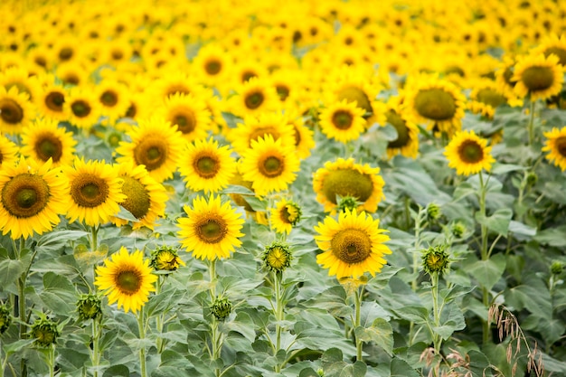 Campo con girasoli. Giovani girasoli