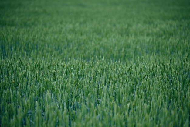 Campo con grano acerbo spighe verdi