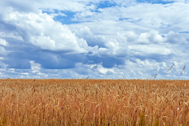 Campo con grano e pile contro il cielo blu con nuvole in una giornata estiva