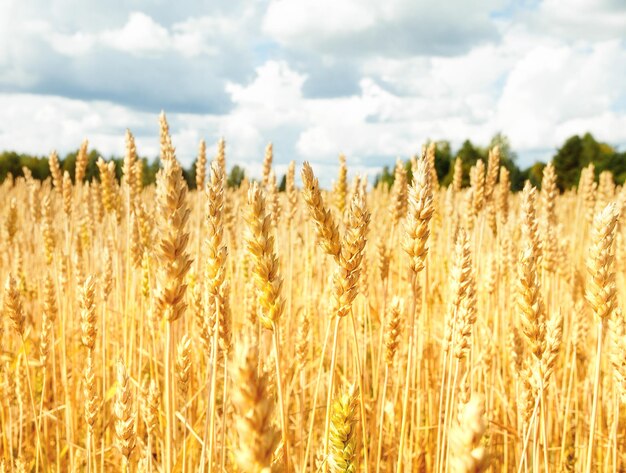 Campo con grano giallo e cielo blu