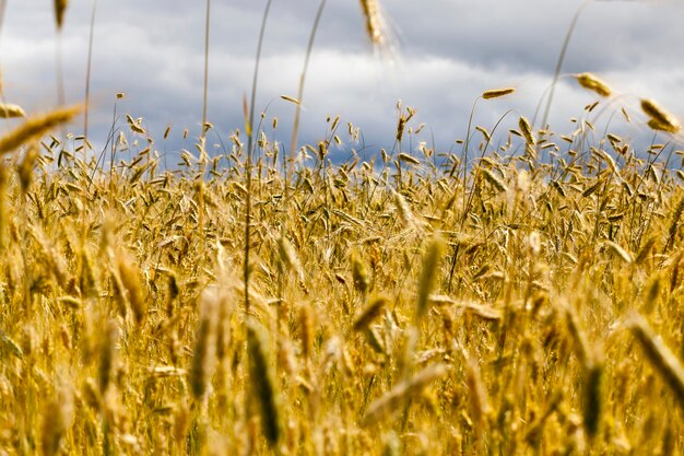 campo con grano ingiallito