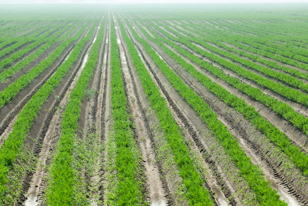 Campo con la carota