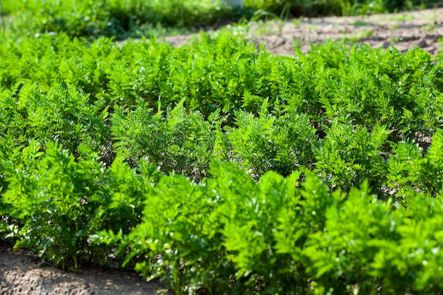 Campo con la carota