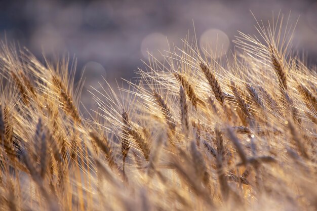 Campo con la circonferenza grandangolare crescente del grano contro. Agronomia e agricoltura. Industria alimentare.