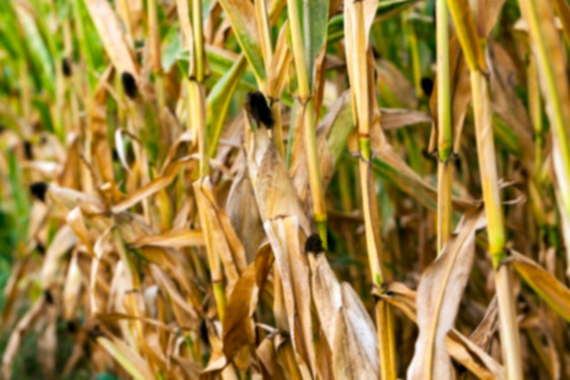 Campo con mais maturo