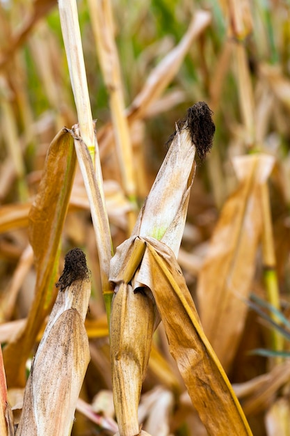 Campo con mais maturo