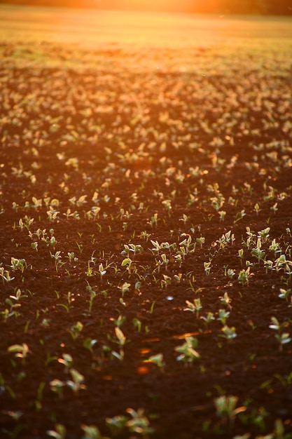 Campo con molti germi durante il tramonto, il tramonto