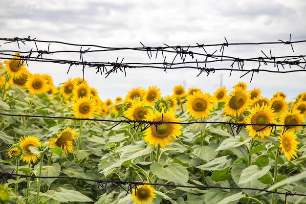 Campo con molti girasoli dietro il filo spinato