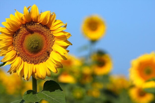 Campo con molti girasoli gialli.