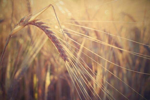 Campo con orzo al raccolto al tramonto Primo piano sul campo di grano dorato