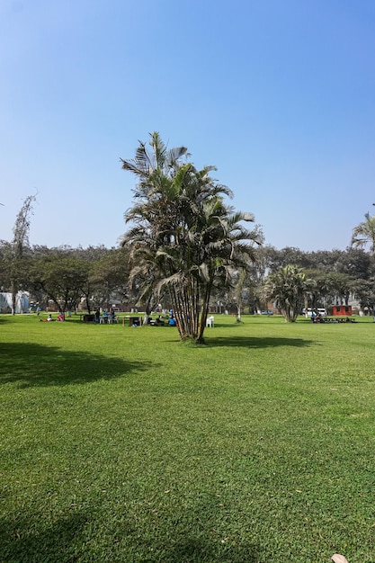 Campo con palme verdi erba e cielo blu. verticale