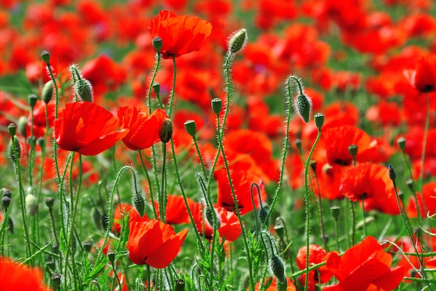 Campo con papaveri in fiore rosso