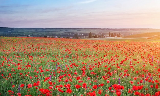 Campo con papaveri rossi, fiori colorati contro il cielo al tramonto