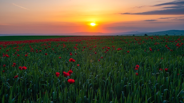 Campo con papaveri rossi in fiore all'ora del tramonto