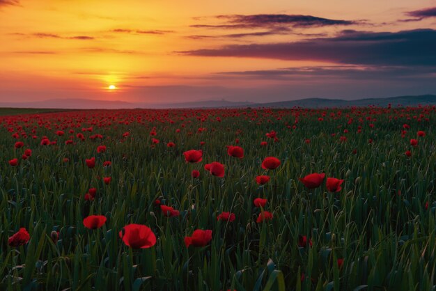 Campo con papaveri rossi in fiore all'ora del tramonto