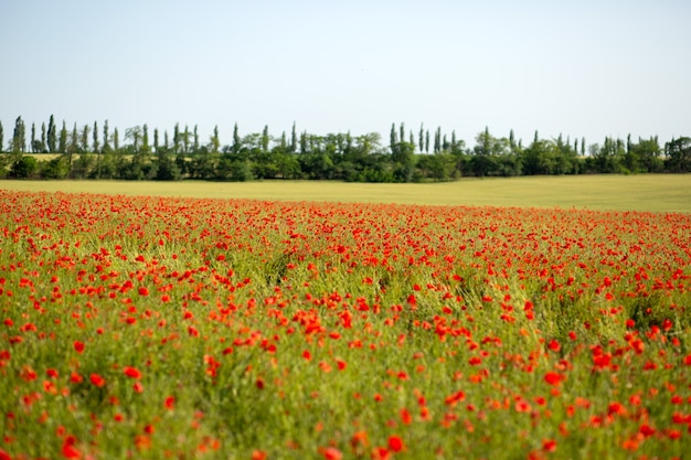 Campo con papaveri rossi in Ucraina nel villaggio