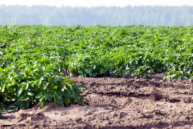 Campo con patate