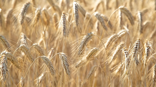 Campo con spighe di grano da vicino