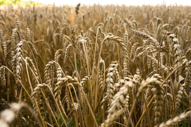 Campo con spighe di grano mature dorate