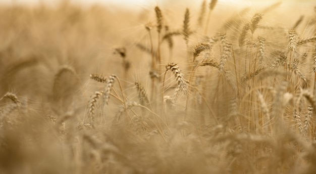 Campo con spighe di grano mature gialle in una giornata estiva, messa a fuoco selettiva, primo piano