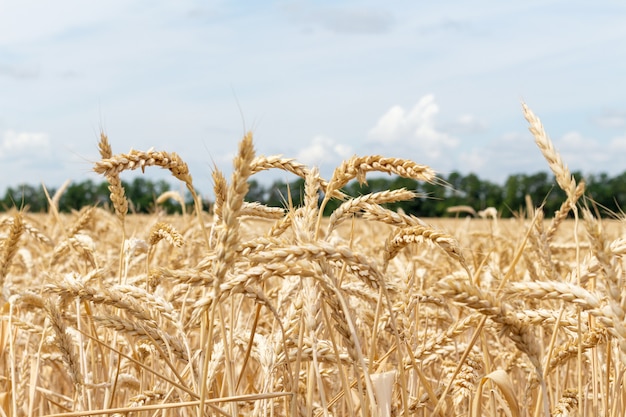 Campo con spighe di grano