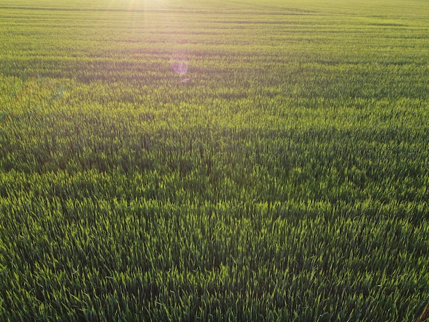 Campo con spighette di giovane orzo e luminosi raggi del sole serale