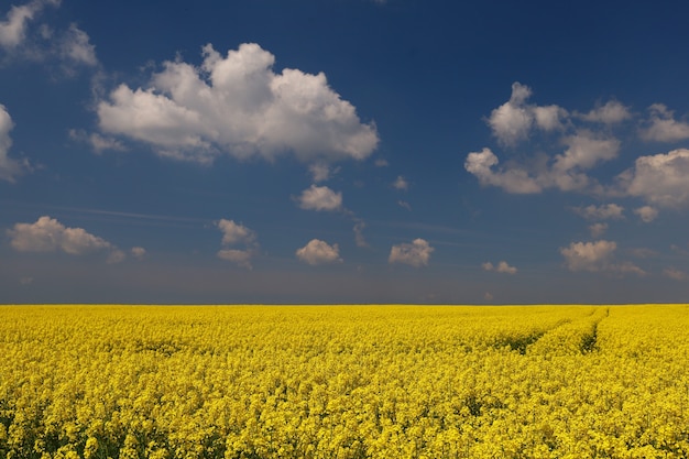 Campo con stupro giallo e cielo blu