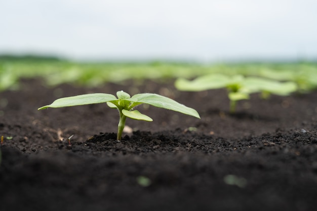 Campo contadino con piccoli germogli di girasole