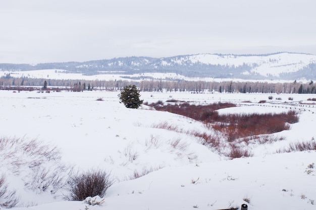 Campo coperto di neve al parco nazionale di Great Teton.