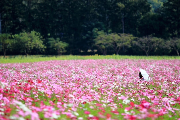 Campo Cosmos, seleziona focus.