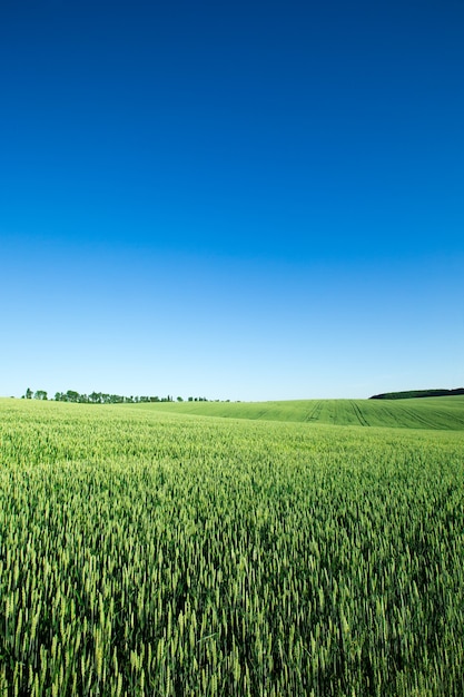 Campo d'erba e cielo perfetto