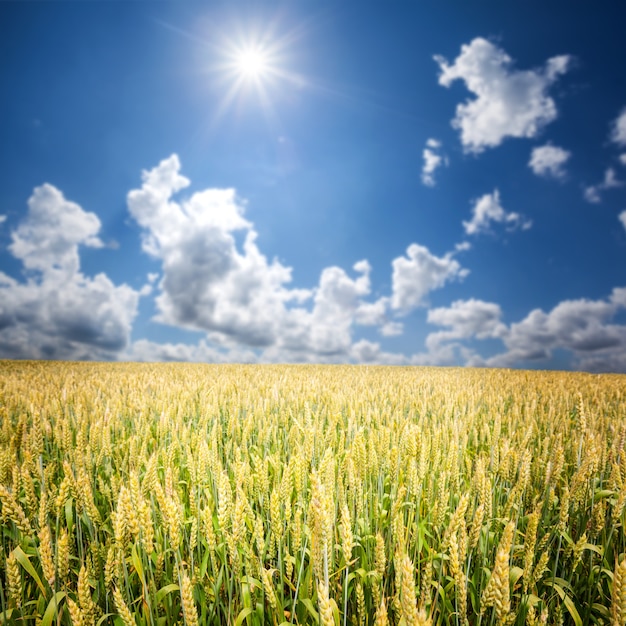 Campo d'erba. grano di prato sotto il cielo