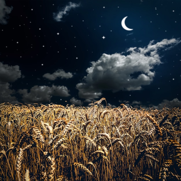 Campo d'erba. grano di prato sotto il cielo