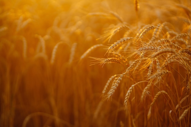 Campo d'oro di grano al tramonto la sera Raccolta della natura di crescita Fattoria agricola