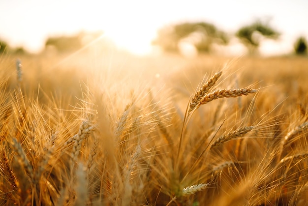 Campo d'oro di grano al tramonto la sera Raccolta della natura di crescita Fattoria agricola