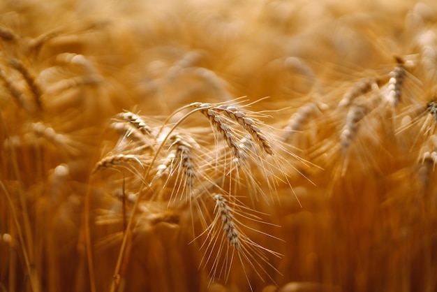 Campo d'oro di grano al tramonto la sera Raccolta della natura di crescita Fattoria agricola