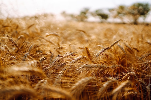 Campo d'oro di grano al tramonto la sera Raccolta della natura di crescita Fattoria agricola